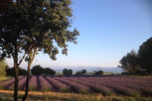 champs de lavande mas de villetelle hérault Gignac